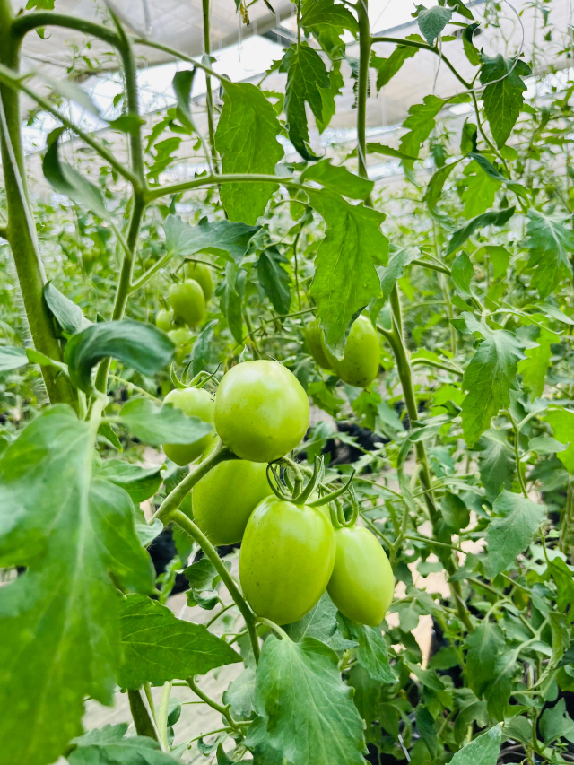 WhatsApp Image 2025-08-04 at 12.22.11 AM