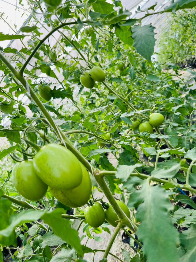 WhatsApp Image 2025-08-04 at 12.22.32 AM (1)