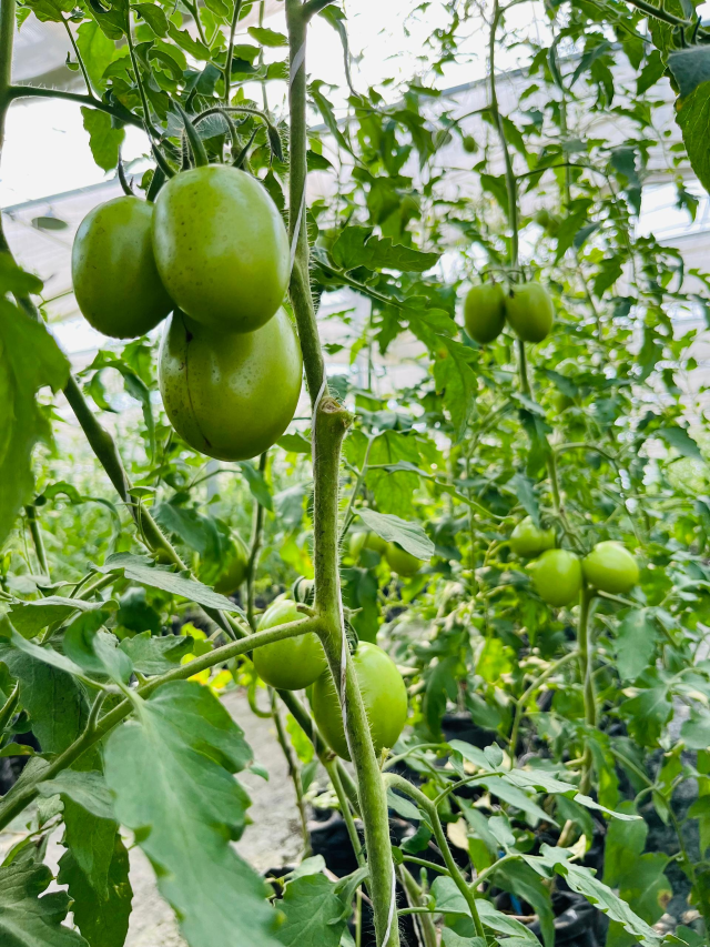 WhatsApp Image 2025-08-04 at 12.22.33 AM