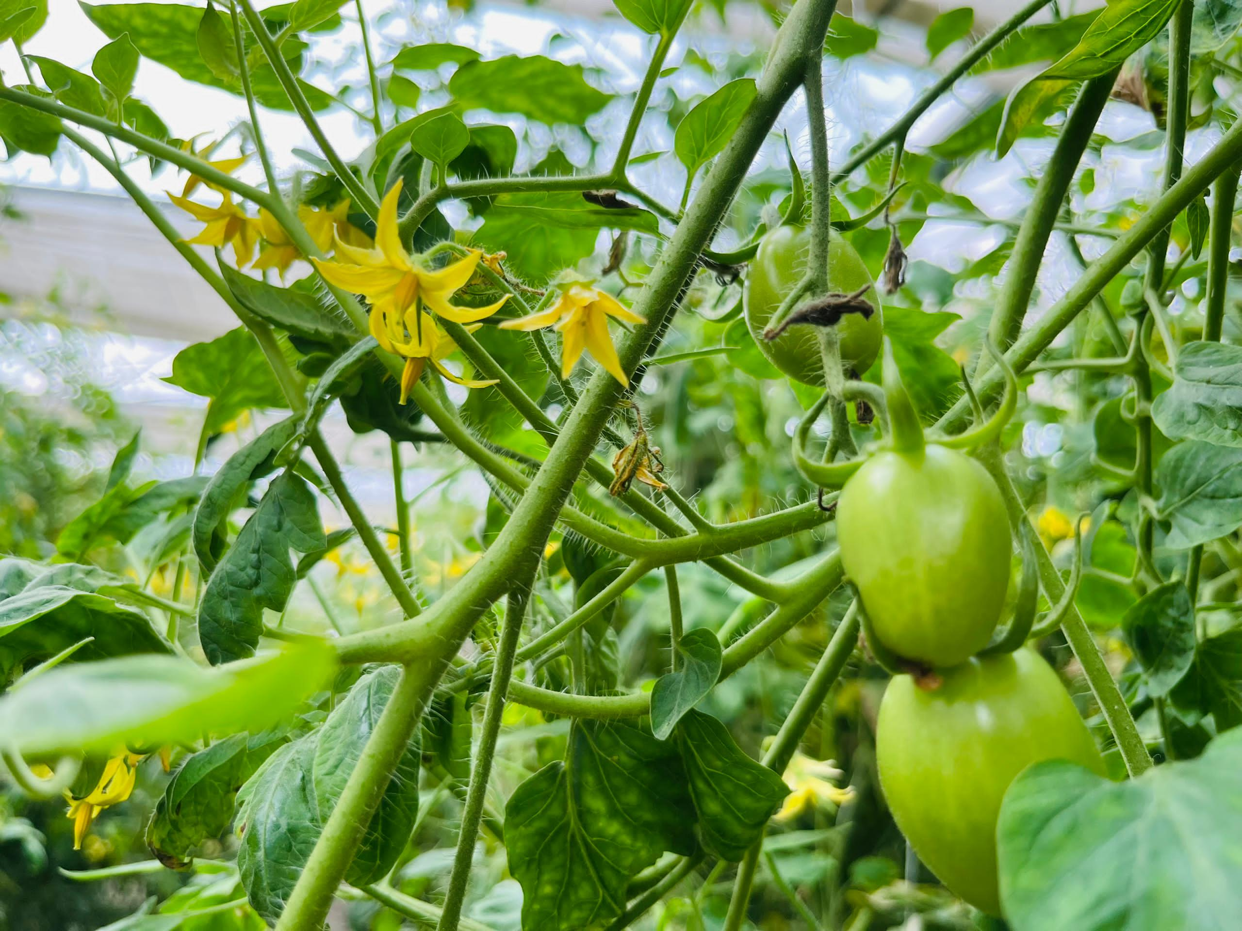 WhatsApp Image 2025-08-04 at 12.22.34 AM (4)