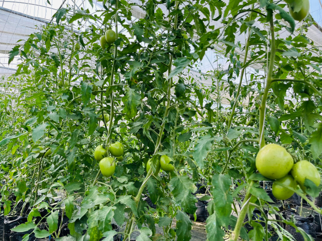 WhatsApp Image 2025-08-04 at 12.22.35 AM (1)